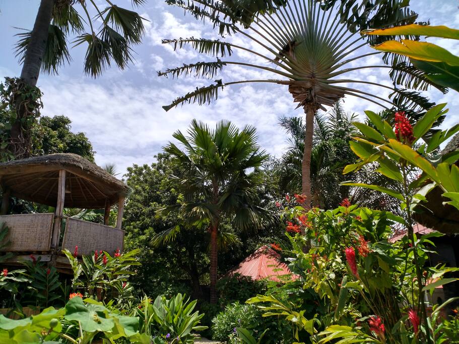 our garden