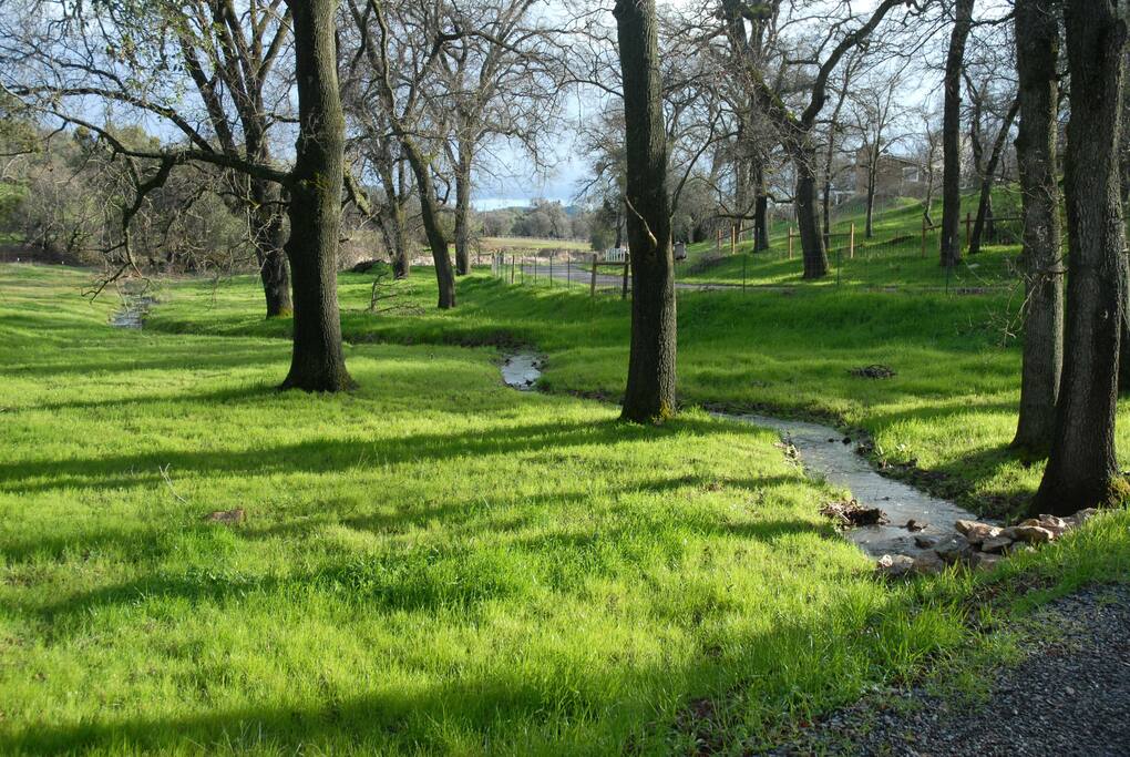 spring