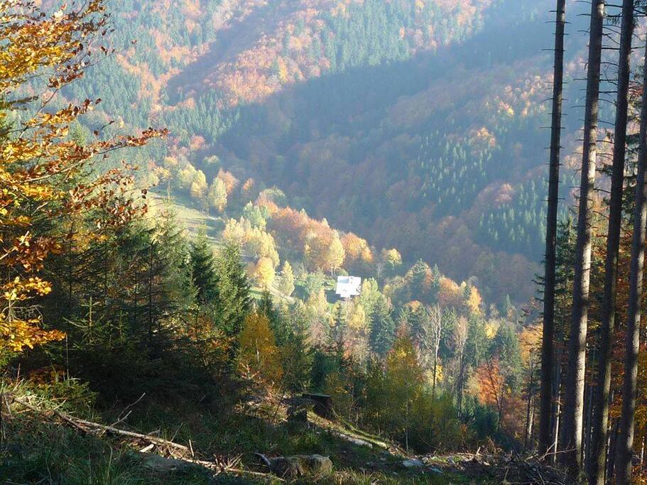 .. ukryto uprostřed lesa..
