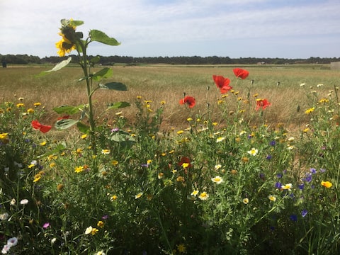 Heerlijke plek vlak bij het strand