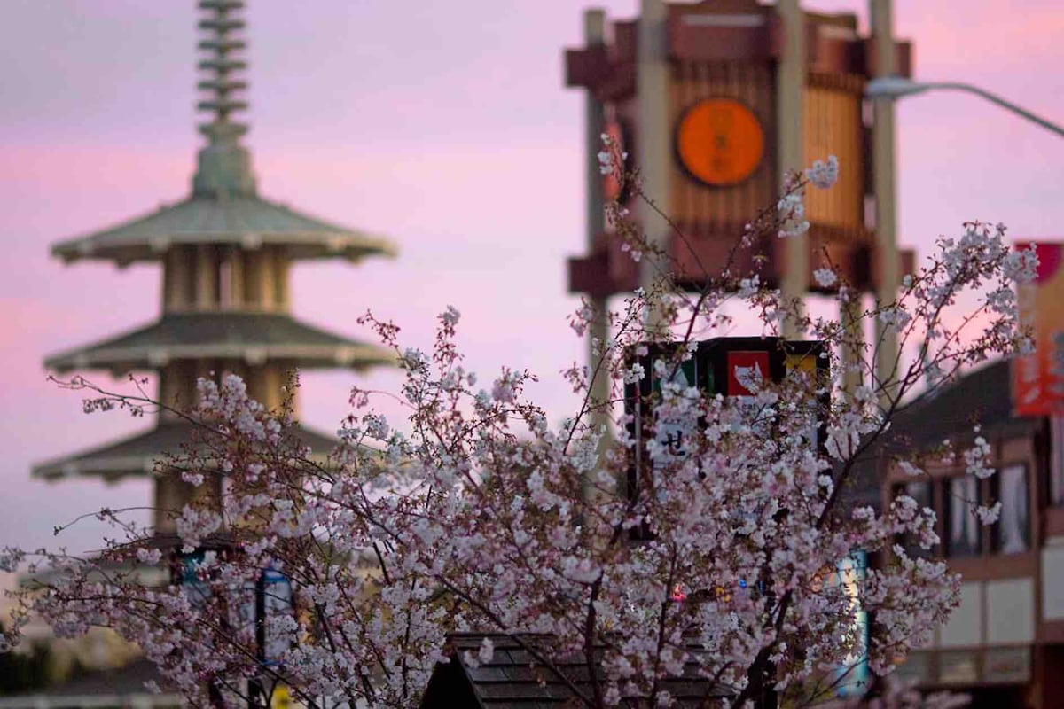A view of cherry blossoms in bloom is captured in the foreground, with a Japanese pagoda and a clock tower visible in the background. The colors of sunset are painted in soft hues of pink and purple, enhancing the serene urban landscape.