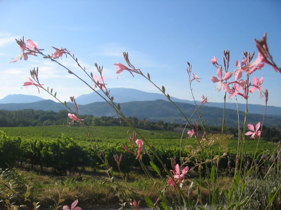 Au milieu des vignes et des oliviers avec vue sur le mont Ventoux...