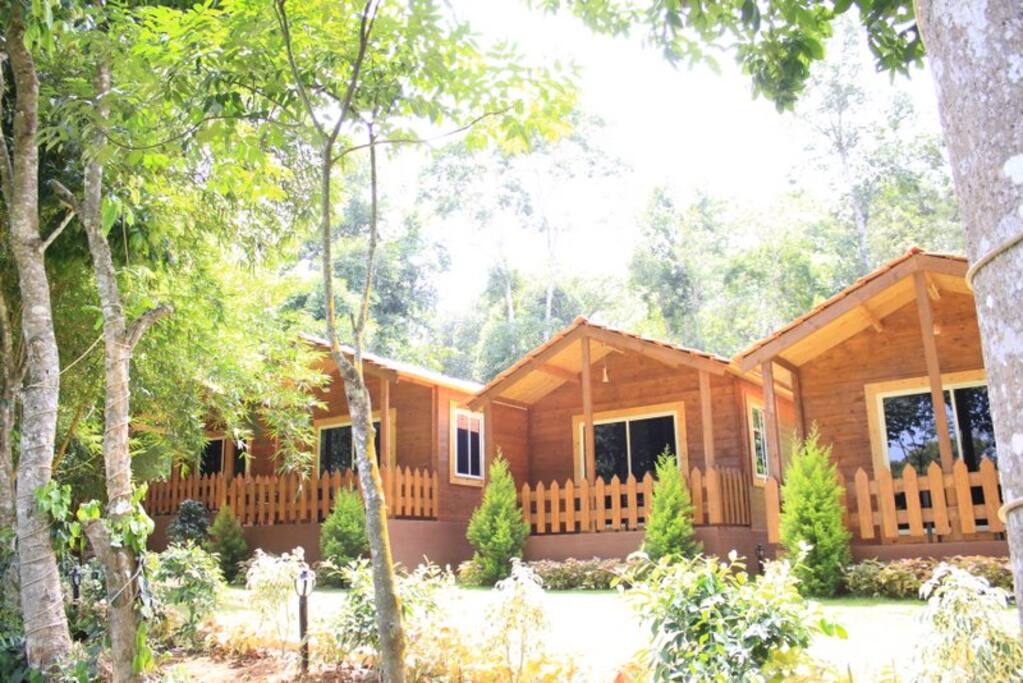 Amidst forest