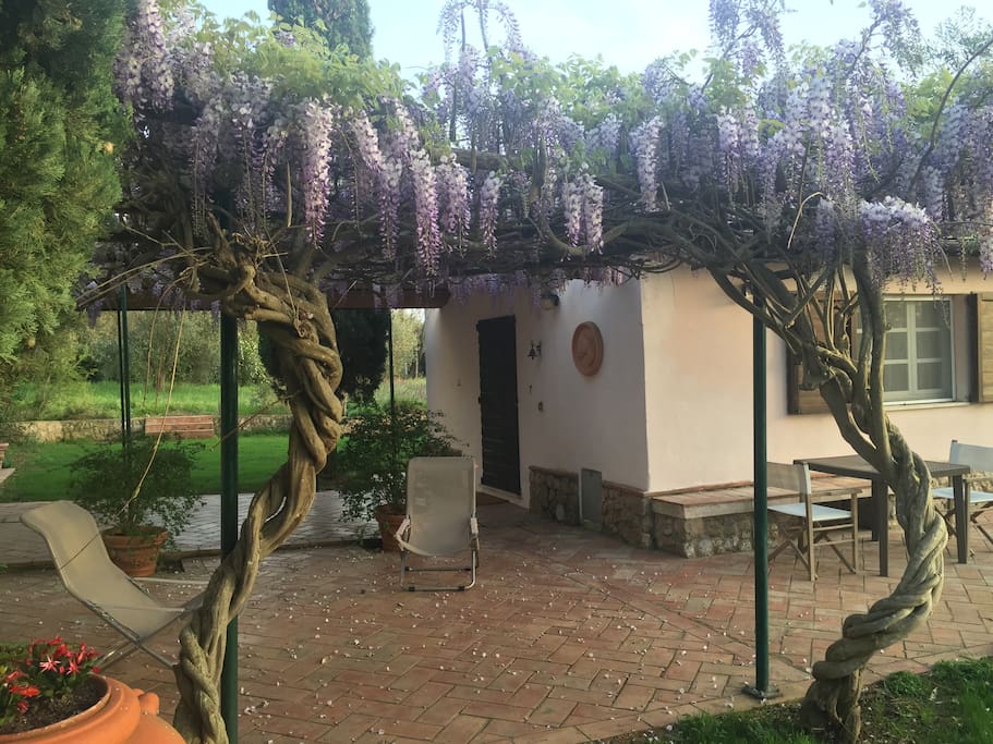 Patio. La fioritura del glicine.