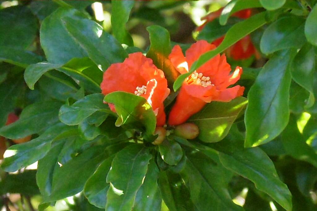 plantas de granadas