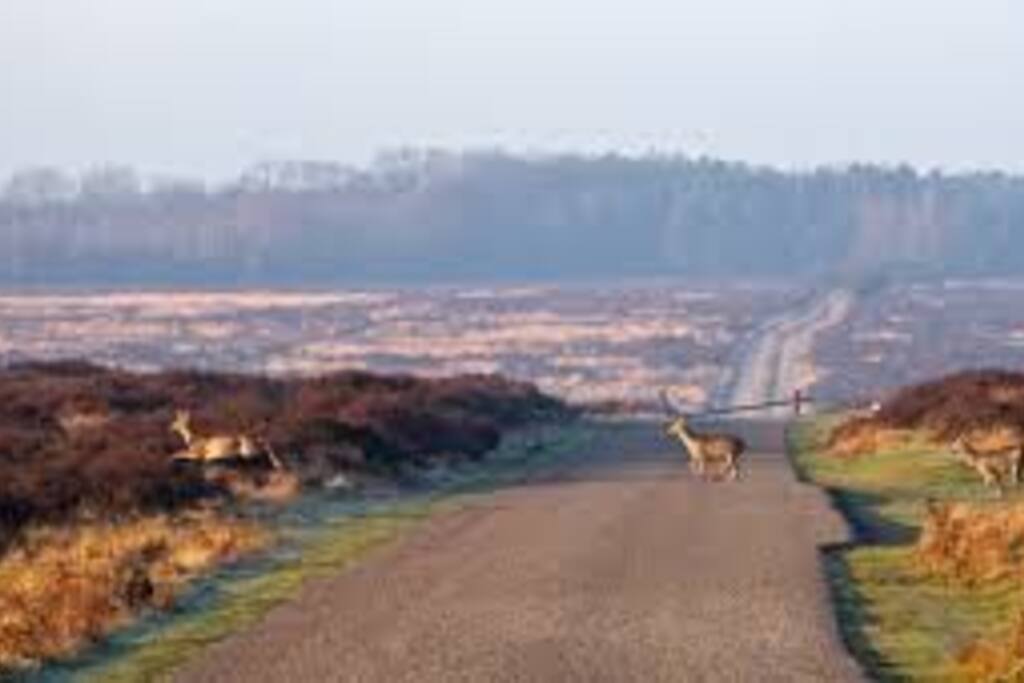 Veluwe