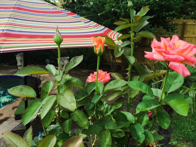 The pool house – Minutes from W7th/TCU/Stockyards gallery image 3