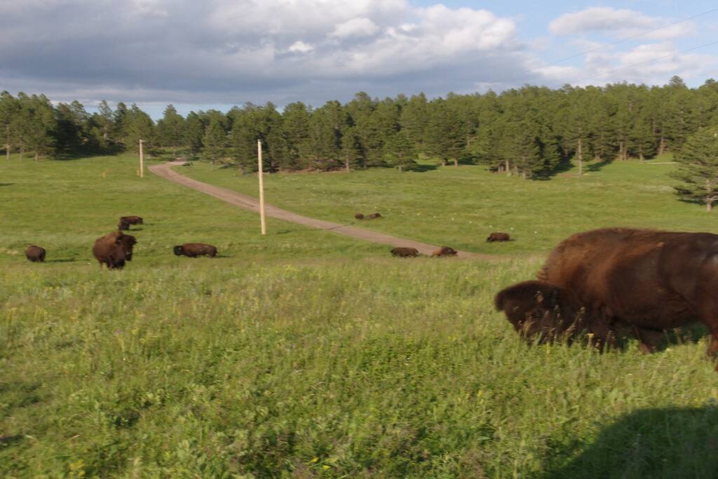 Renegade Pass Road where the Buffalo Roam!