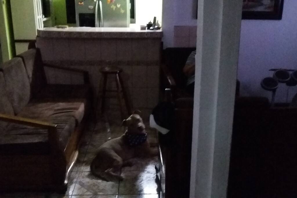 La sala de estar, Marley siempre estará cerca viendo al televisor contigo.