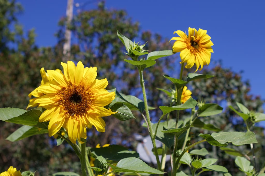 Enjoy our gardens