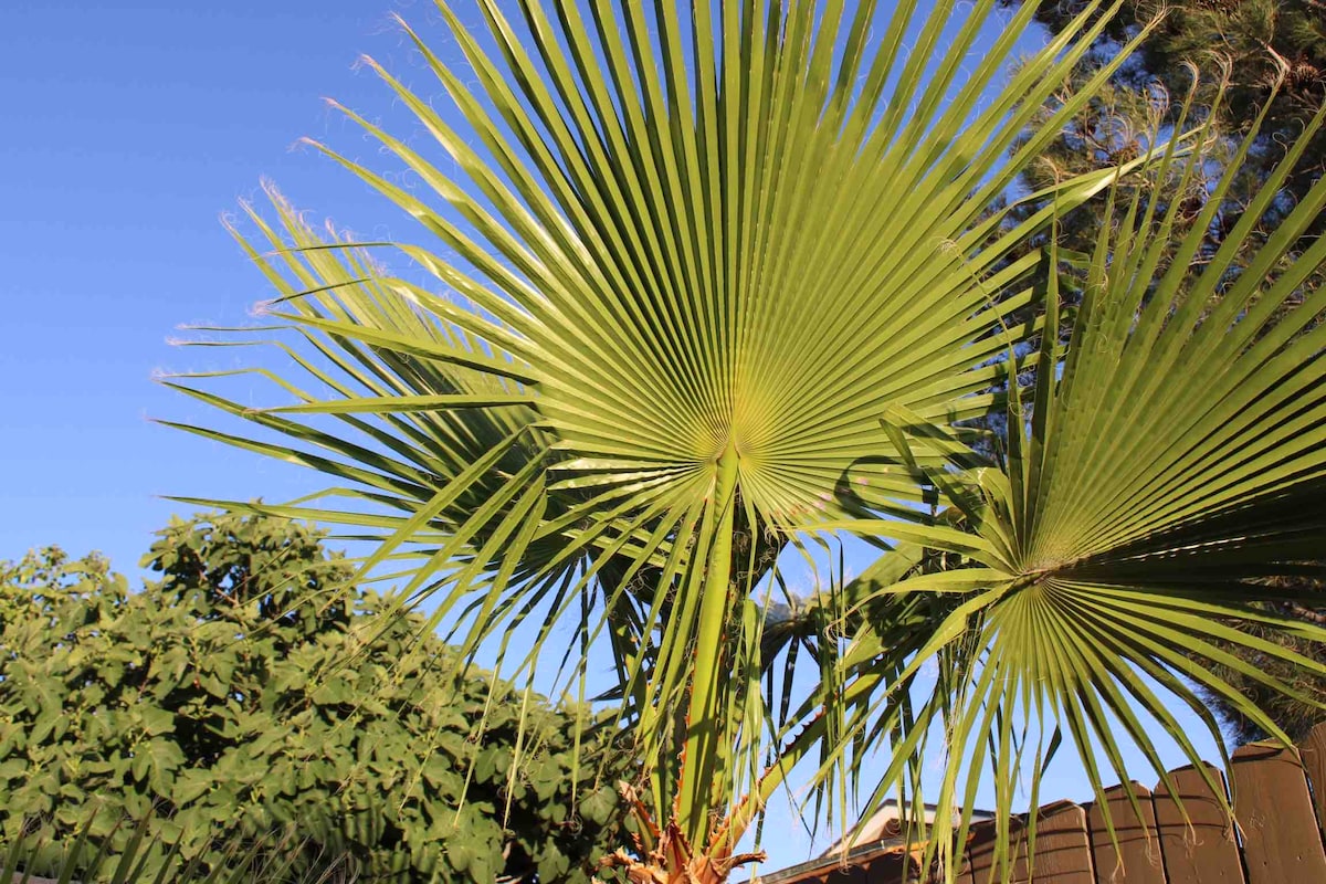 A vibrant palm tree displays a fan-like arrangement of fronds, showcasing lush green leaves against a clear blue sky. The background features a dense shrubbery, contributing to a tropical atmosphere.