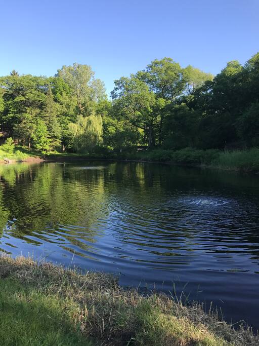 Stocked fishing pond ... plenty of fish, frogs, and turtles to admire and catch.