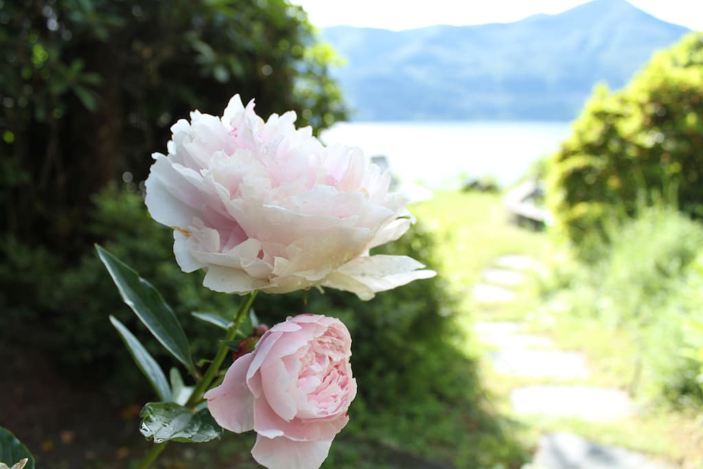 Your garden
