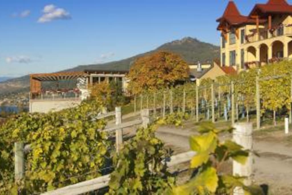 Visit the local wineries!