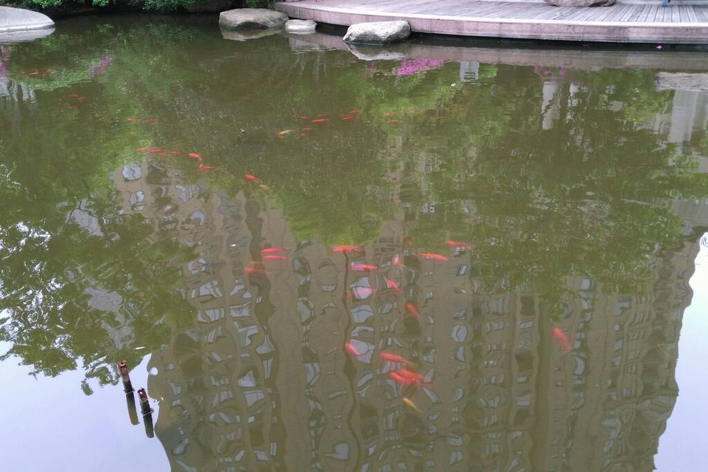 观鱼