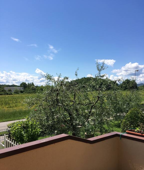 il giardino all'ingresso di casa