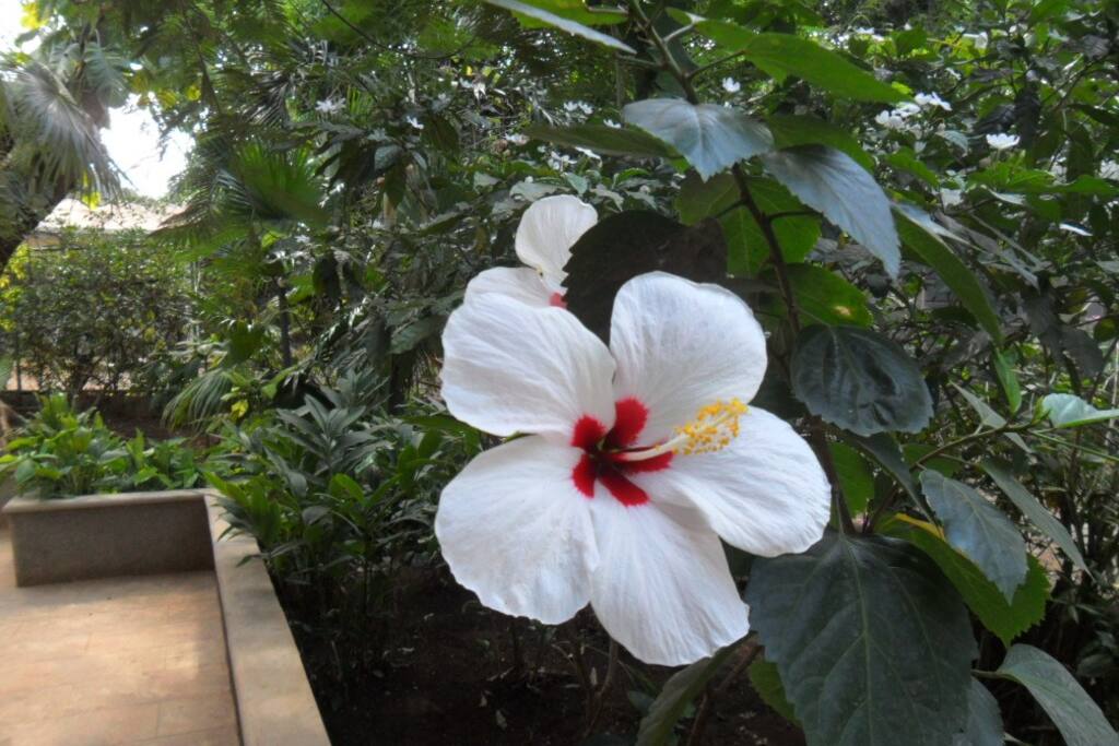 Flor de Avispa