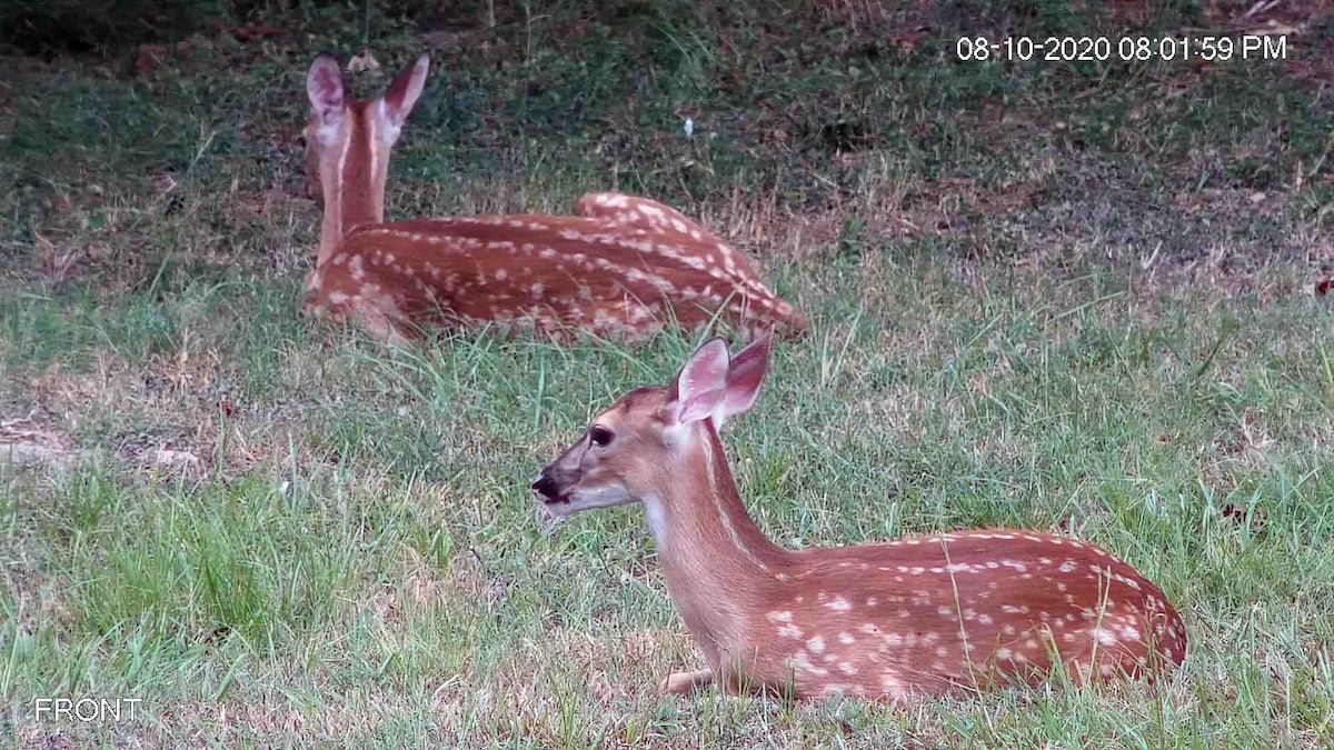 Two deer are seen resting in a grassy area, blending into the natural landscape. One deer is positioned in the foreground, while the second lies slightly behind, both surrounded by patches of grass and soft earth.