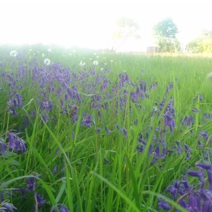 Bluebell season is May to Mid June
