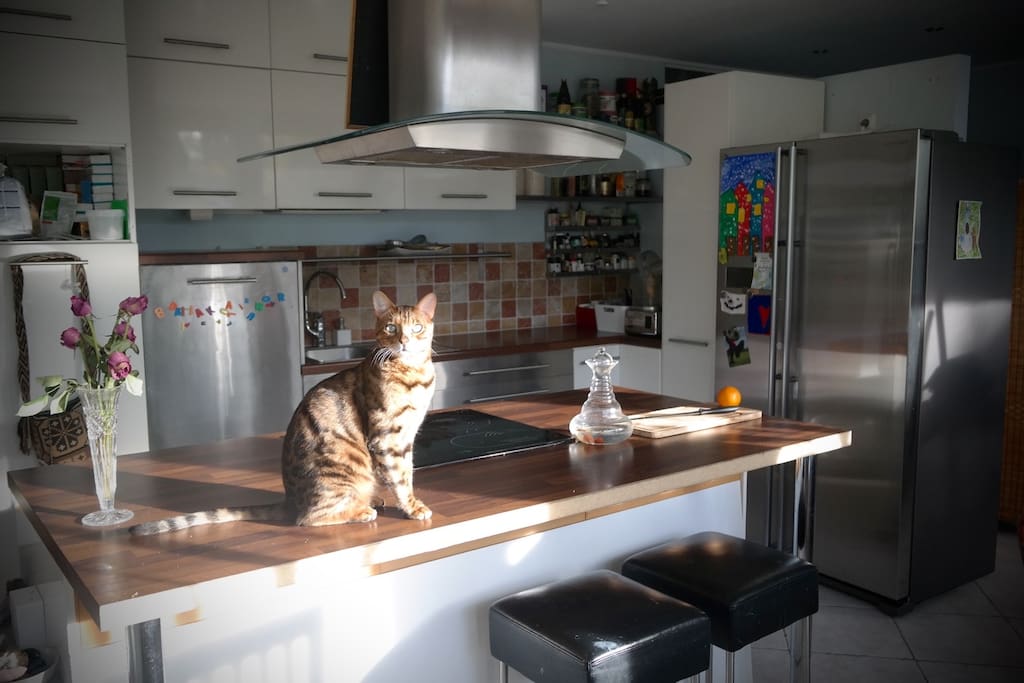 Kitchen and the kitty