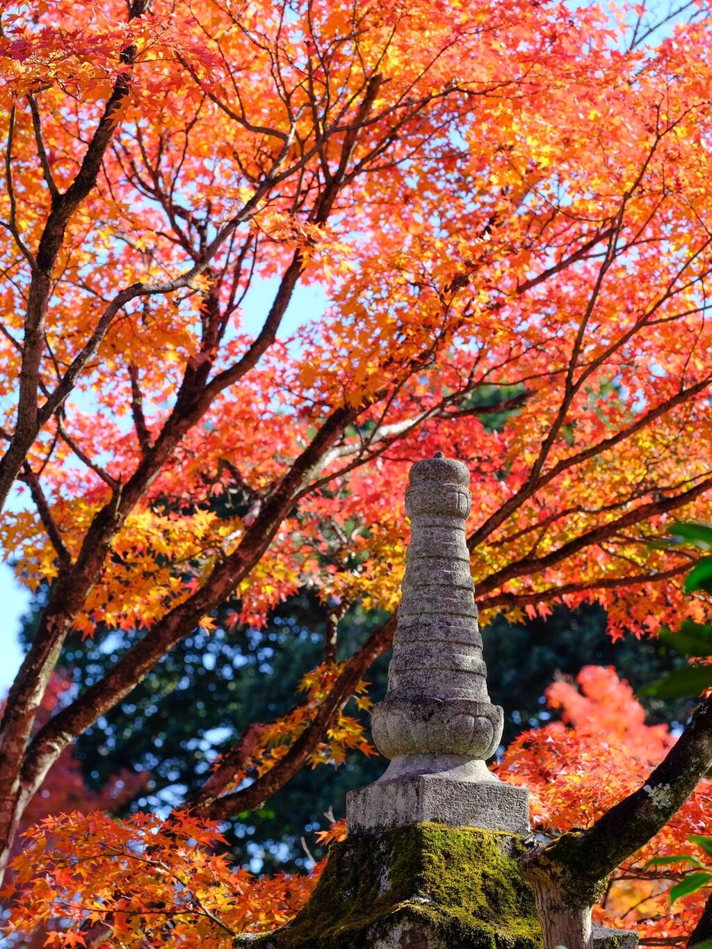 百人一首 和歌选在此诞生 红叶还超好看 京都旅游攻略 尽在airbnb爱彼迎