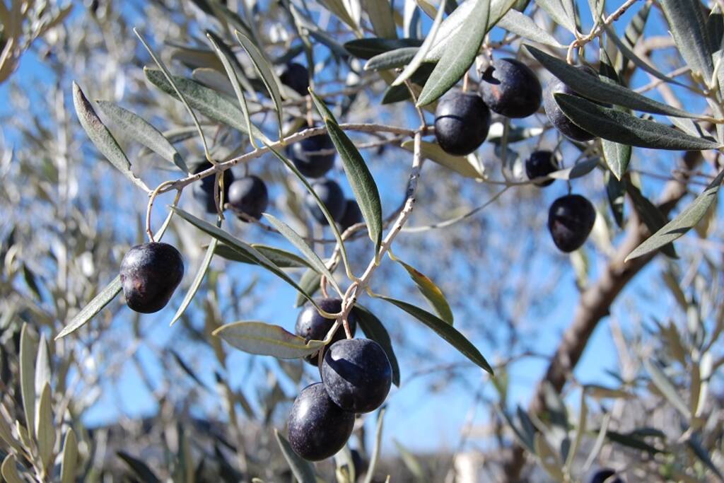 Les olives du domaine