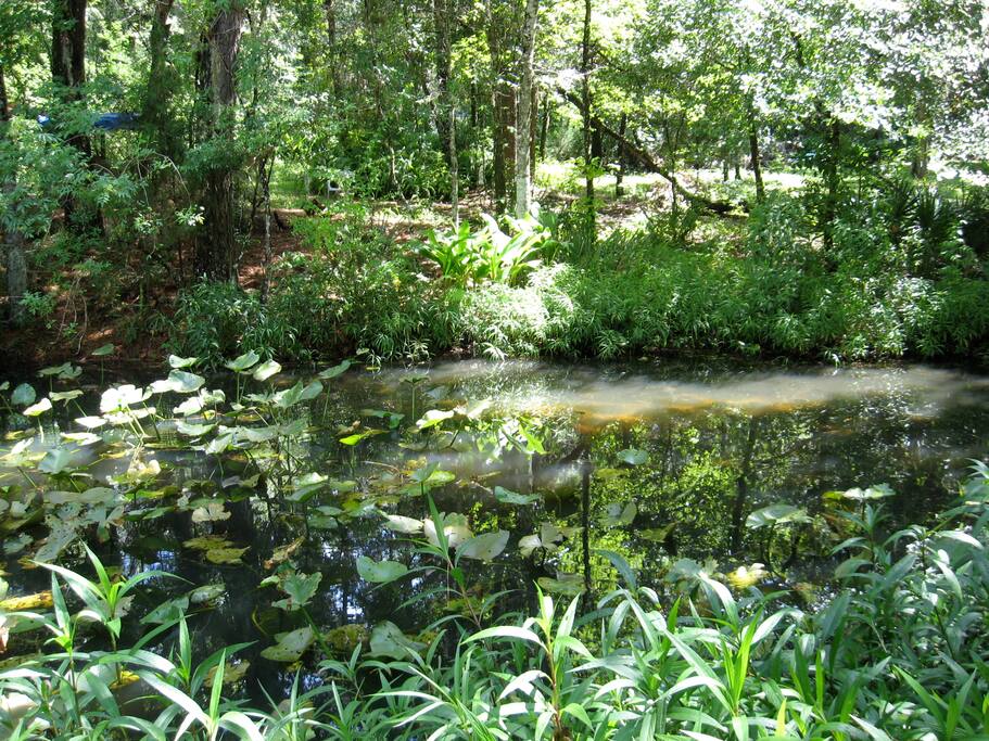 Fish pond