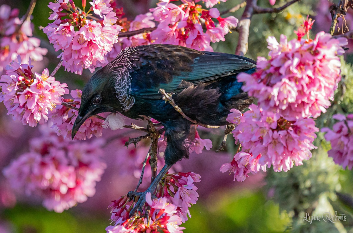 A bird is perched among blooming cherry blossoms, displaying a glossy blue-black plumage. The branches are adorned with clusters of vibrant pink flowers, creating a colorful backdrop. The scene captures the harmonious presence of wildlife and nature's beauty.