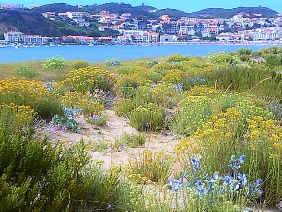 São Martinho do Porto - dunes with native vegetation