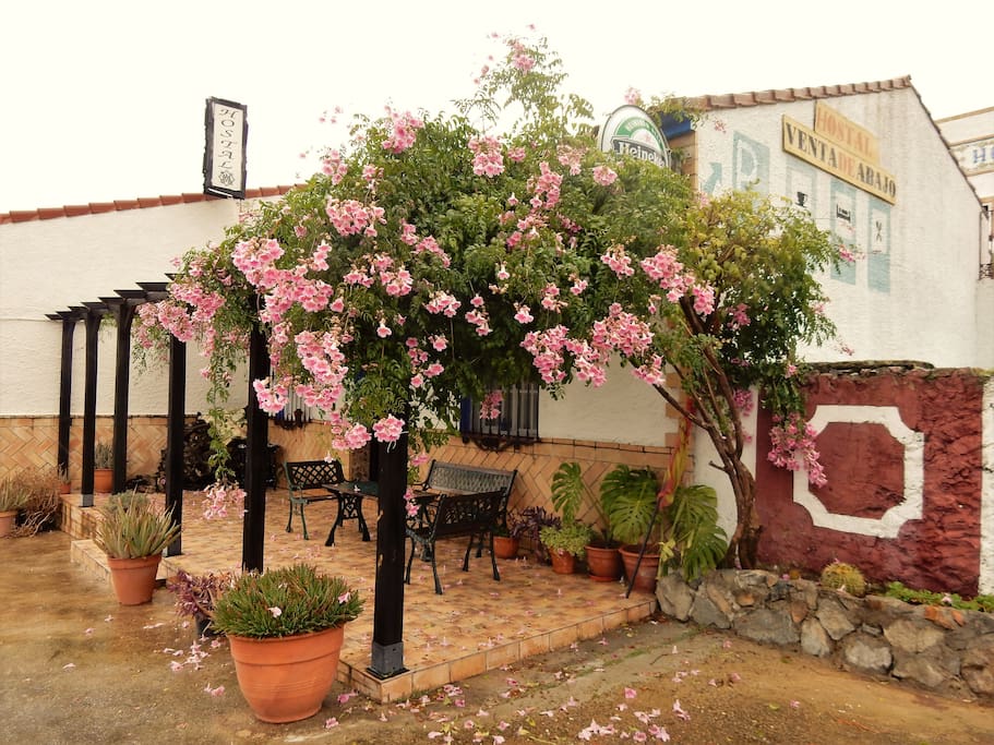 Terraza trasera