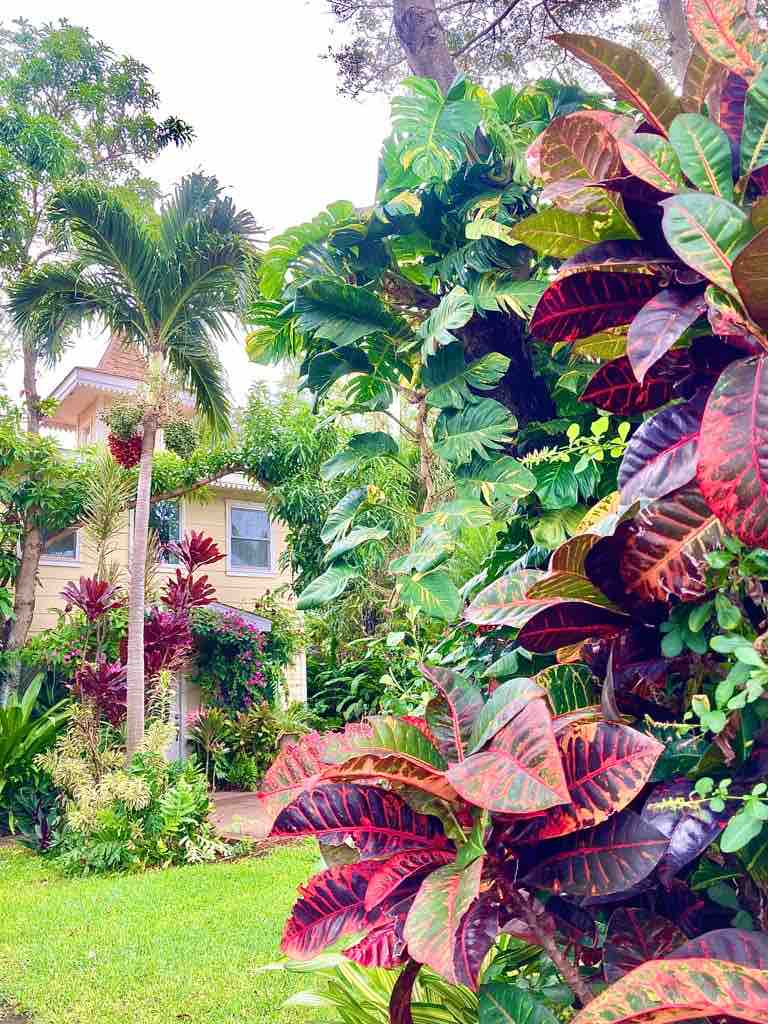 Lush tropical foliage surrounds the property, featuring large, vibrant leaves in shades of green and deep red. The house is partially visible in the background, framed by palm trees and other greenery, contributing to a serene garden setting.