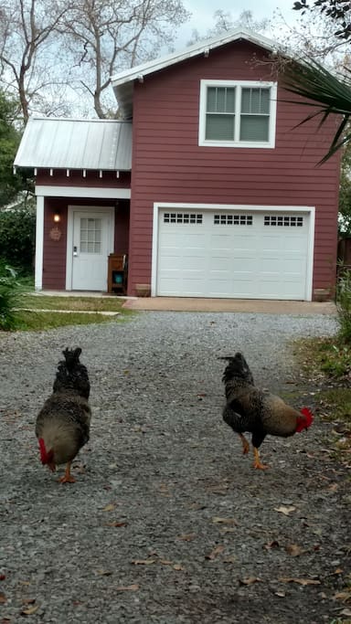 Friendly Wild Roosters Visiting.