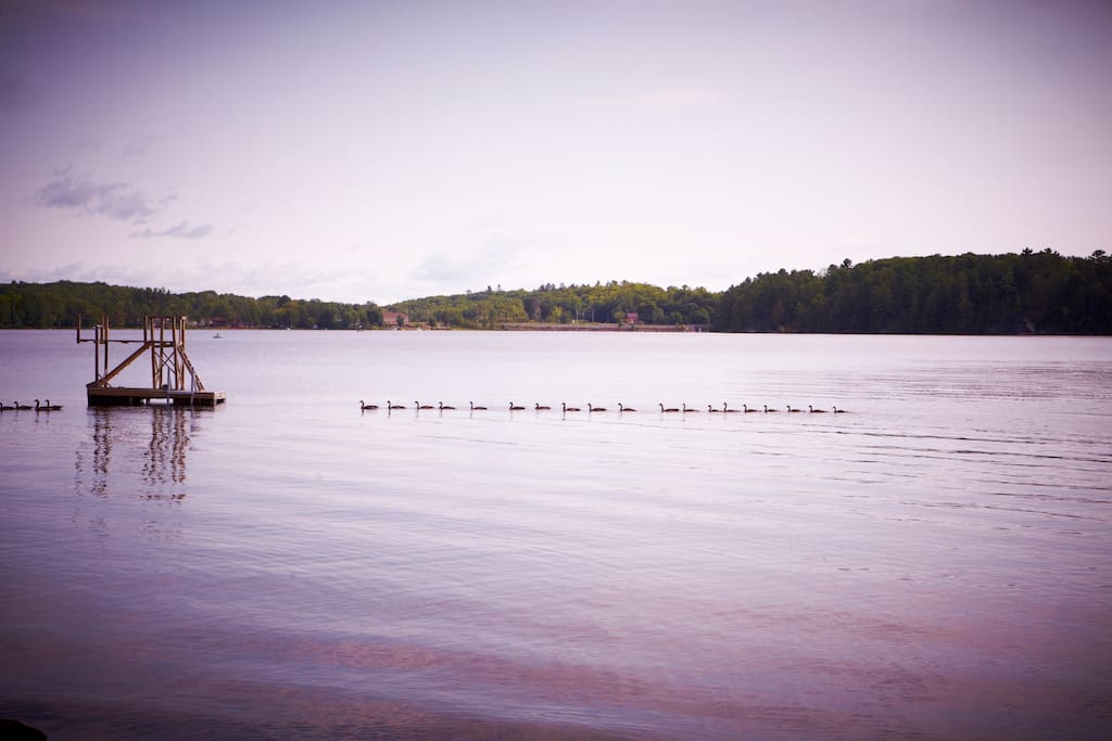 Welcoming the regular visit from the ducks
