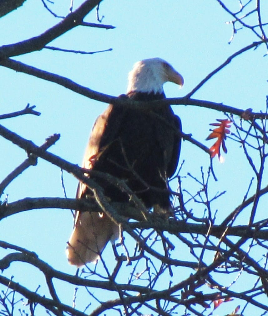 You just see perched on a tree in the back yard one of our area residents at Historic Muscle Shoals Music House – private room in Sheffield