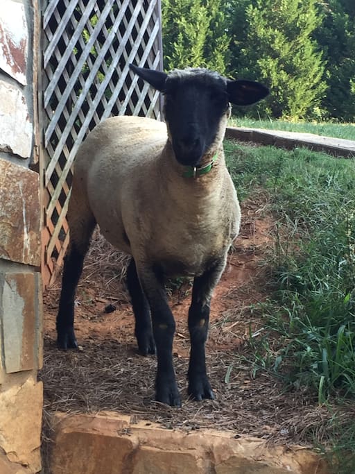 Our greeter sheep!