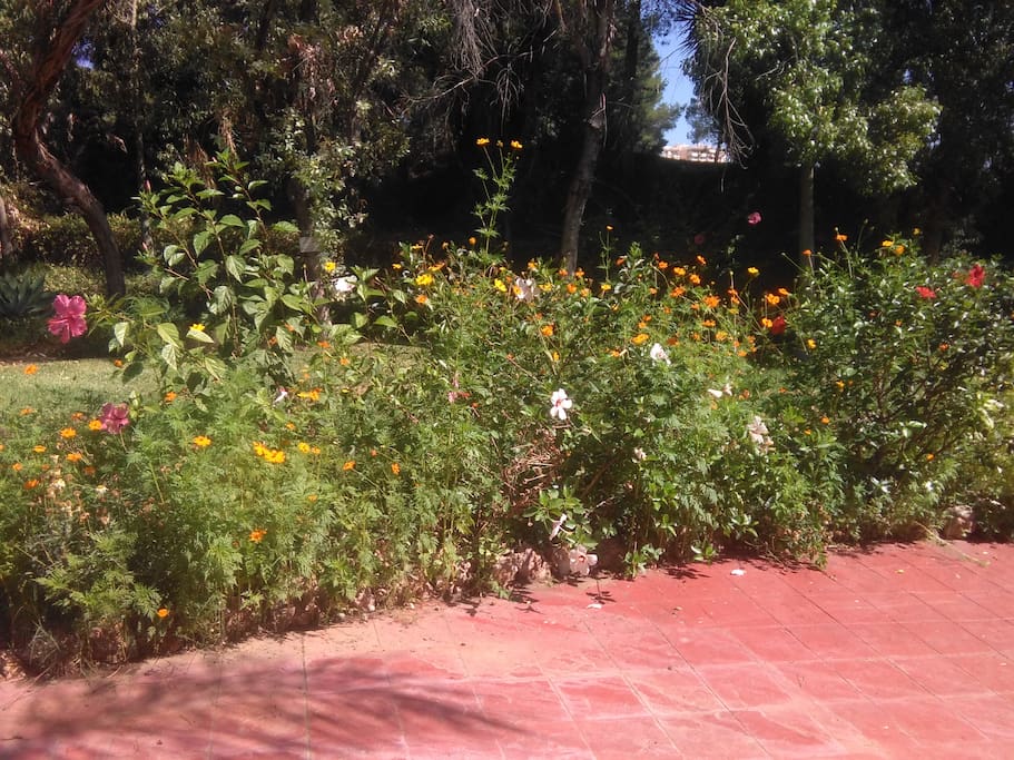 Pretty flowers by the swimming pool area