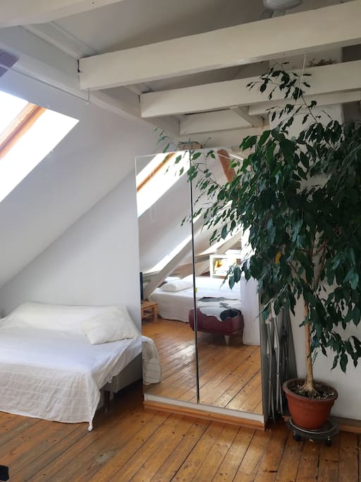 Living room area with a huge plant.