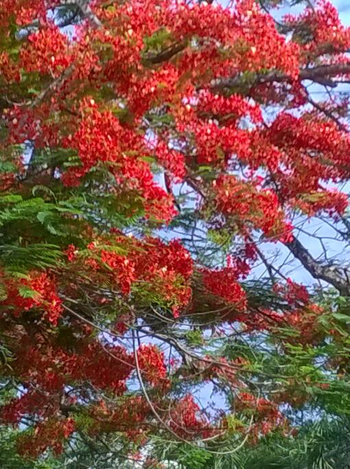 One of the flower's found in rosbel
garden place