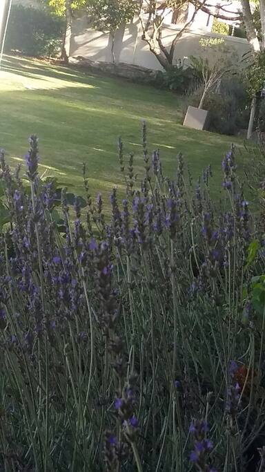 Lavender in full bloom
