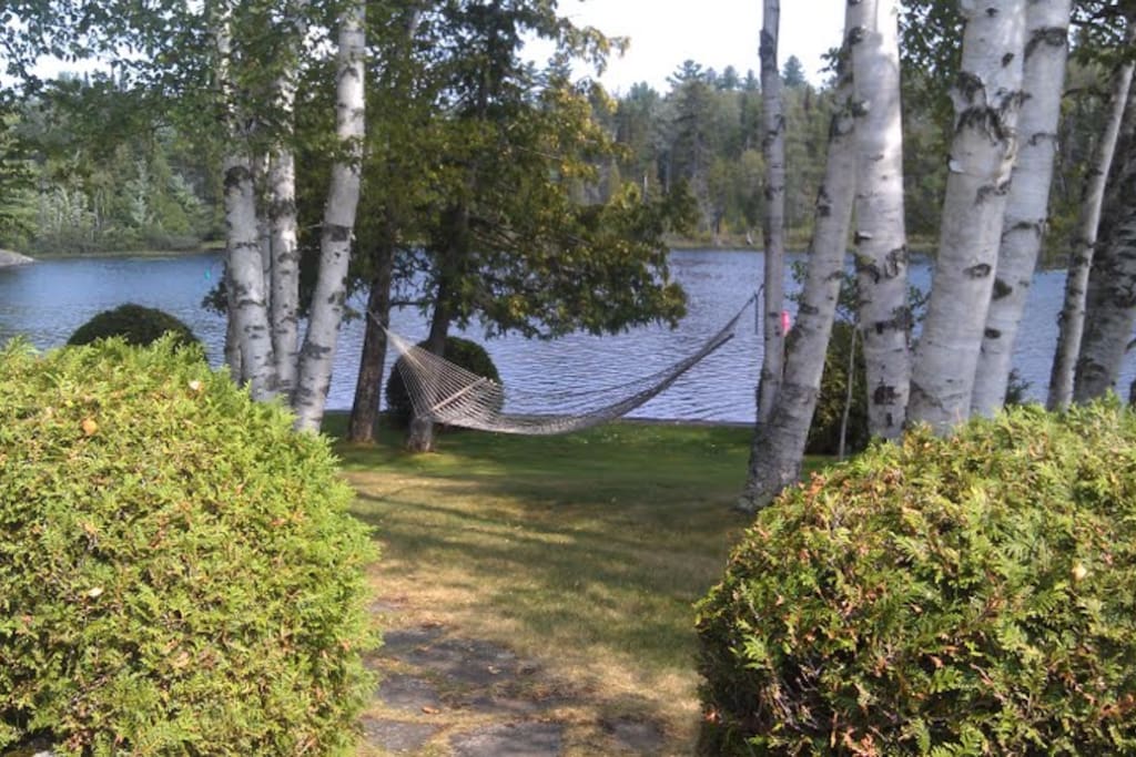 Hammock amongst white birches