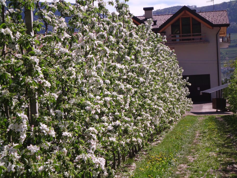 meli in fiore