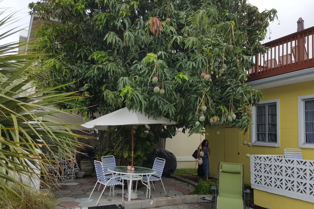 Patio Area Under The Mango Tree w/ BBQ Grill