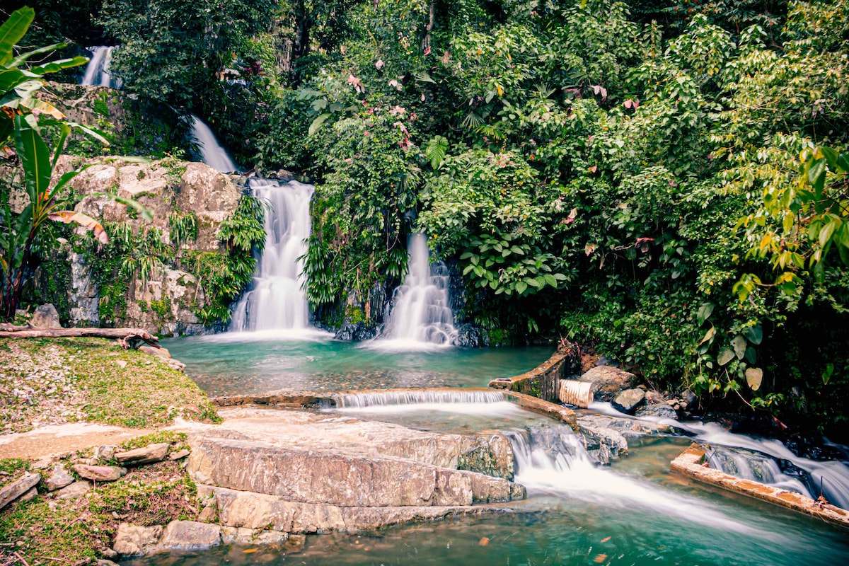 A cascading waterfall flows into a serene pool, surrounded by lush greenery and vibrant plants. Smooth stones lead to the water's edge, creating a tranquil natural setting perfect for relaxation and observation of the surrounding wildlife.
