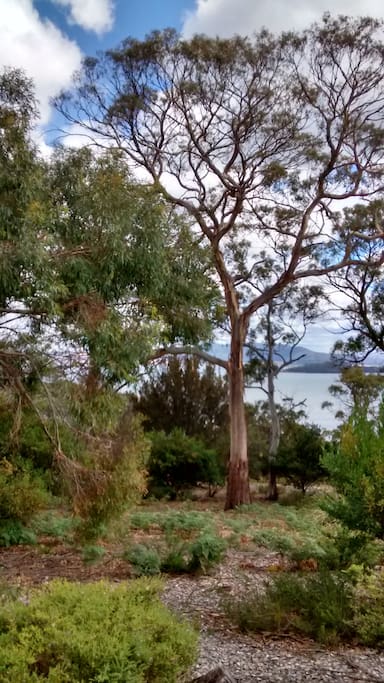Our favourite tree!