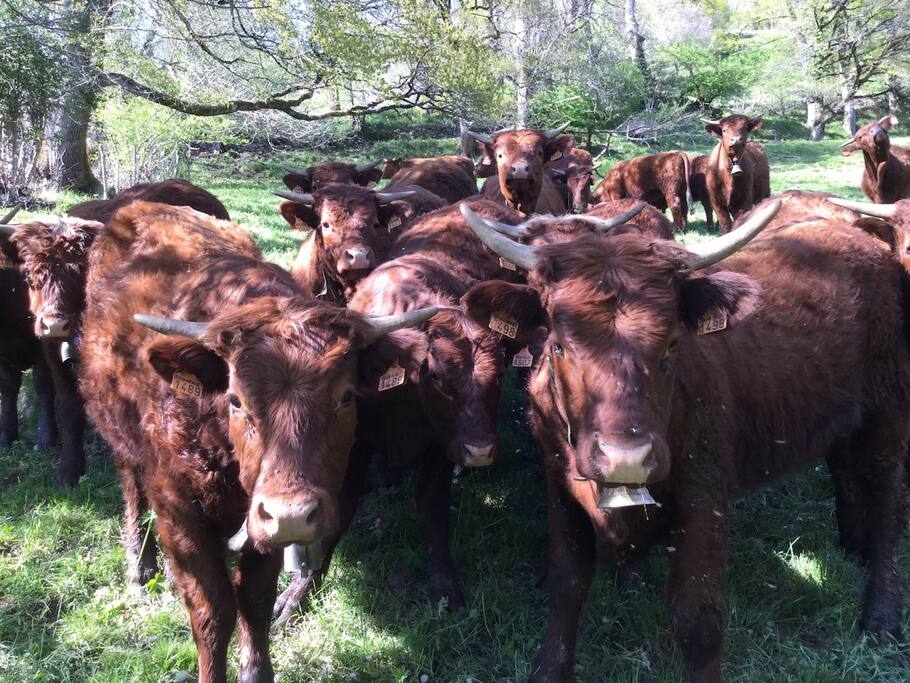 2017 - Les vaches