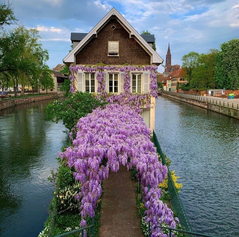 A charming house is adorned with vibrant purple wisteria cascading down its facade, creating a stunning floral display. The house is positioned over a serene canal, with greenery surrounding the area. In the background, a tower is visible, adding context to the picturesque setting.