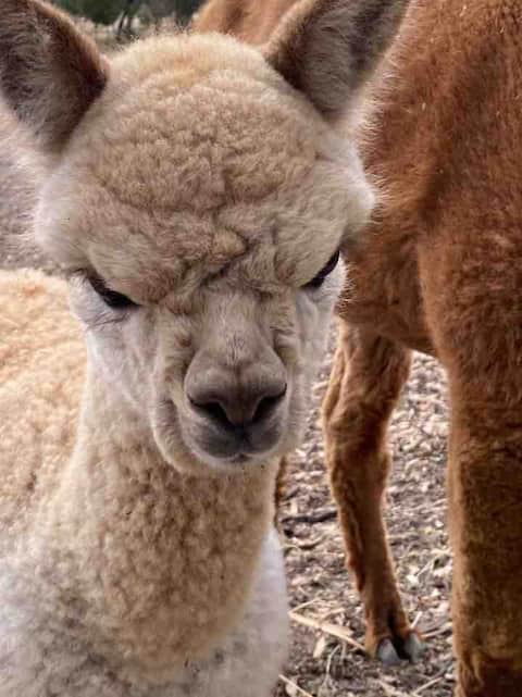 Barossa Valley Gundaroo - we offer 1 night stays