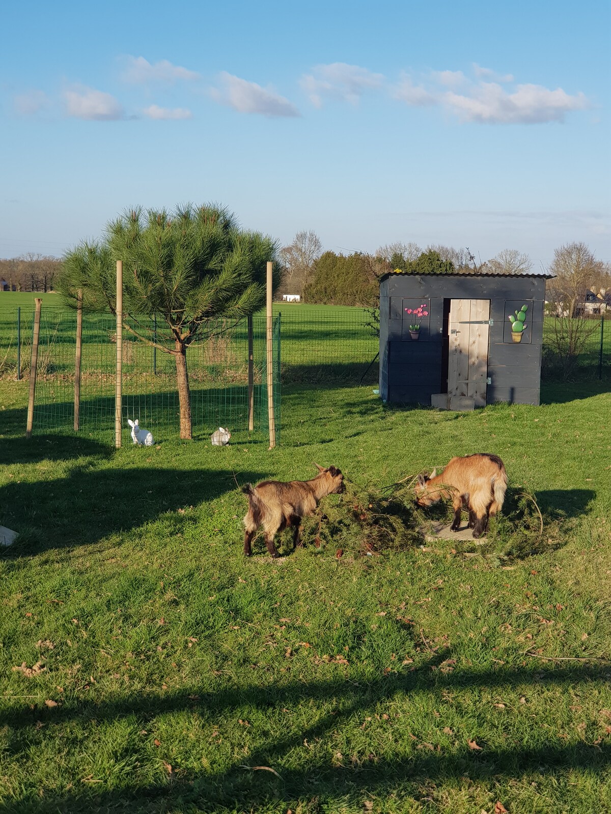 Two small goats are grazing in a green field, with a wooden shelter visible in the background. A tree stands nearby, surrounded by a fenced area. A few rabbits can be seen in the distance, adding a playful element to the serene landscape.