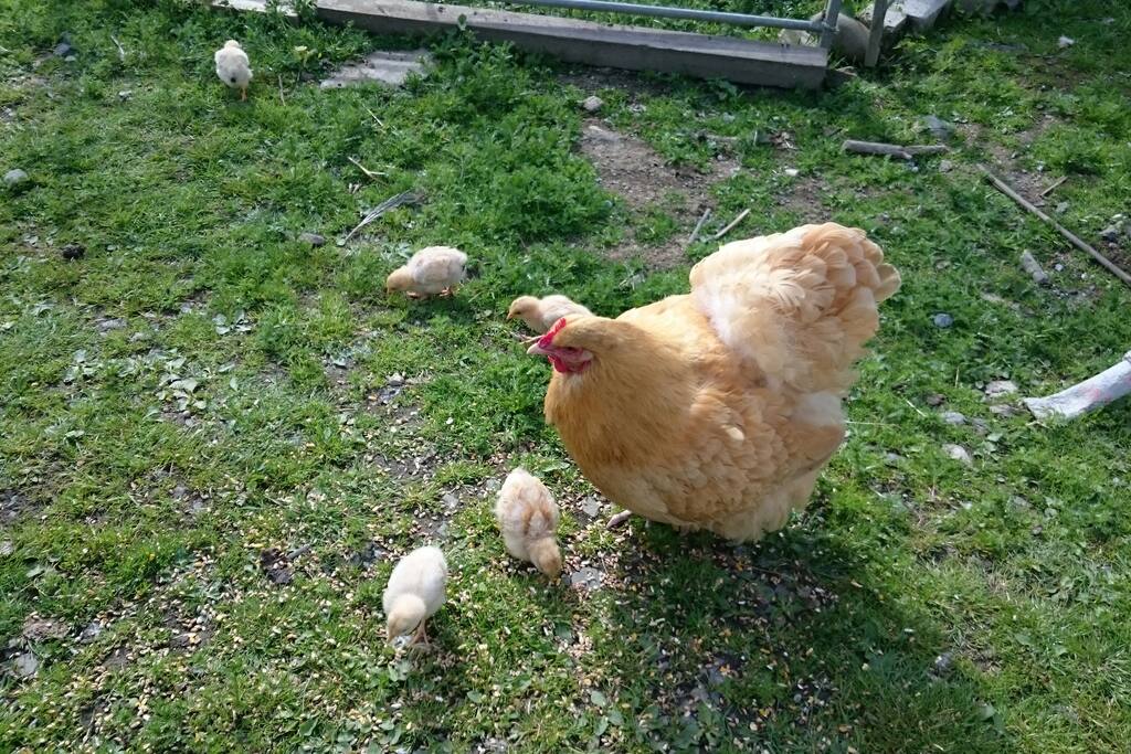 Resident chickens