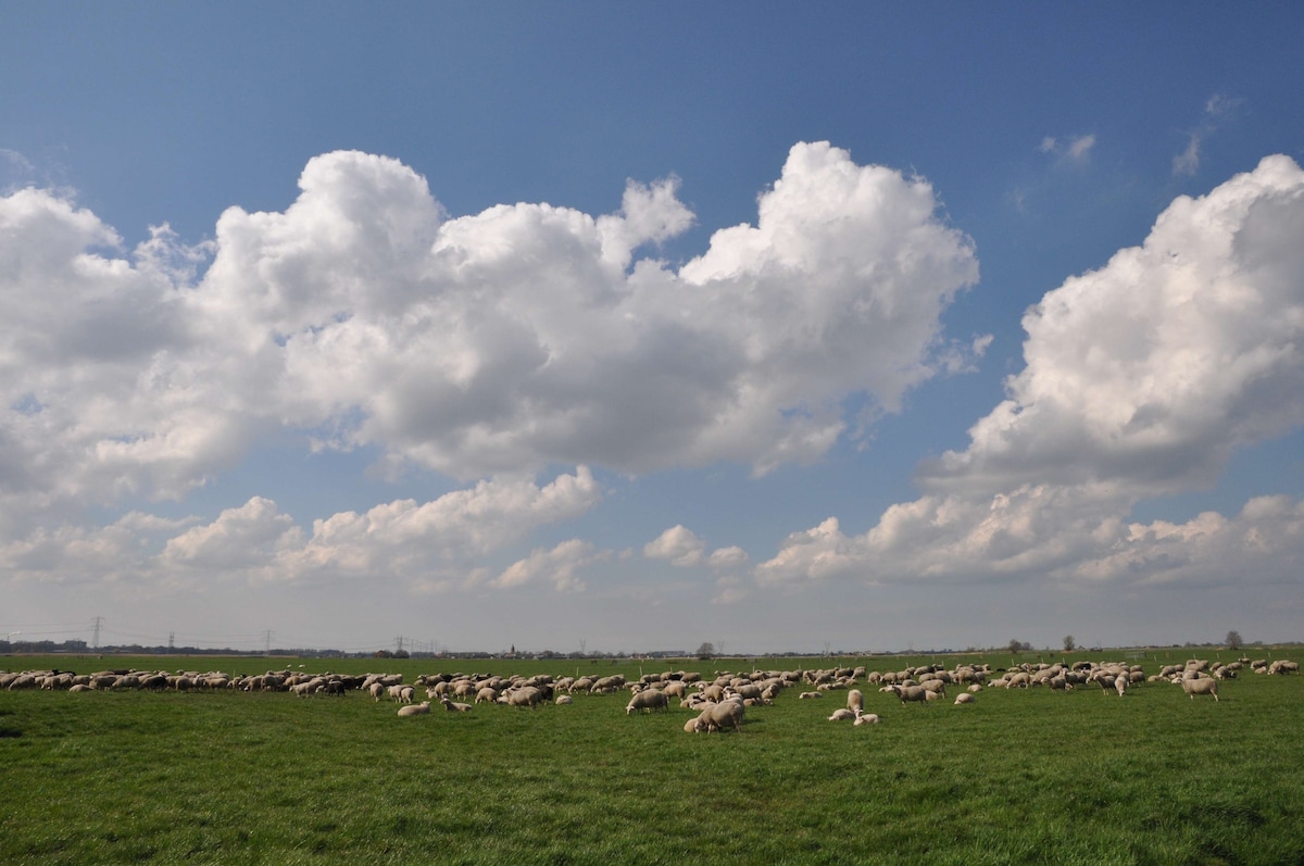 A vast green field is filled with grazing sheep under a blue sky adorned with fluffy white clouds. The scene captures the tranquility of the countryside, showcasing the natural surroundings of the sheep farm.